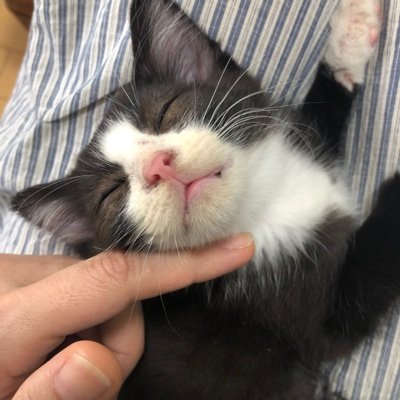 ハチワレ猫のごましお Ukegutichan Twitter
