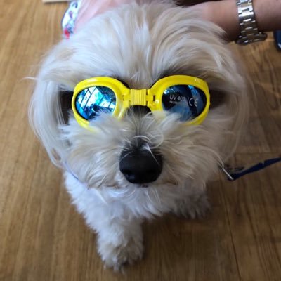 Jumpei_awaji's profile picture. とある研究所に所属している研究していない研究員。ときどき犬と登山や旅行で現実逃避。昔はサッカー部でした。