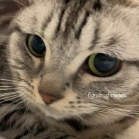 なお (@nao_chouchou) 's Twitter Profile