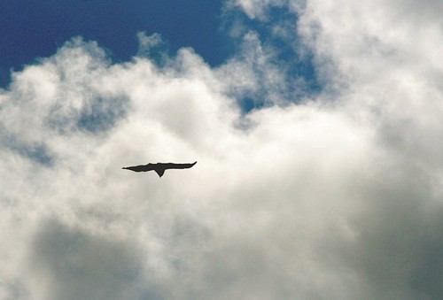 InPlainView2's profile picture. I'm on your mind, in your heart, and at the tip of your tongue. The little voice that whispers, Take that step. You want to.