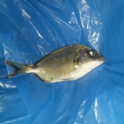 irlandos's profile picture. 