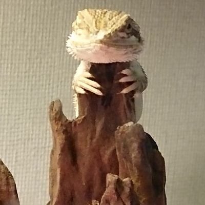 tansanpika's profile picture. スマブラsp ピカチュウ窓所属 山梨
forでは「すけ」って名前でガチチームに潜ってました