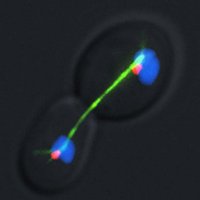 Genome Cell and Developmental Biology (@gcdb_iu) 's Twitter Profile