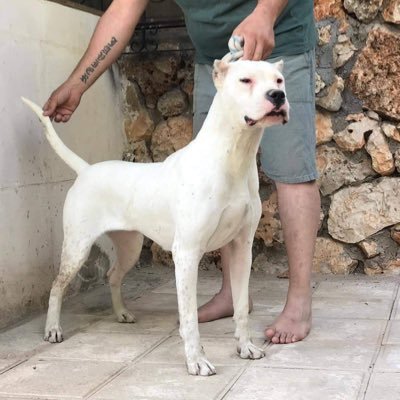 Dogoargentino 美人さん ドゴアルヘンティーノ