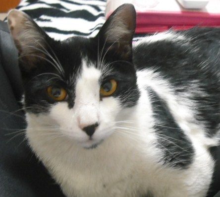 Sou um gato muito bacana, que adora novas amigas. Mas fico muito punk quado as pessoas são traiçoeiras comigo.