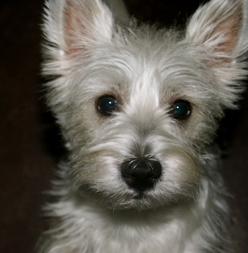 MargotWestie's profile picture. 