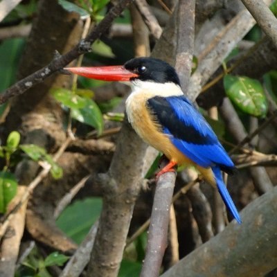 BirdersTours's profile picture. 