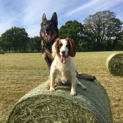 Official Twitter Page for the States of Jersey Police Dog Section. This site is NOT for crime reporting. To report a crime please call 612612