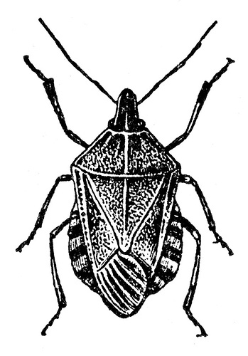 ReconPestCtrl's profile picture. Having BUG issues? Don't worry that's what we're here for. Recon Pest Control is here to set your minds at ease as we set our sights on the things that BUG you!