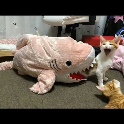 joseluis170500's profile picture. 