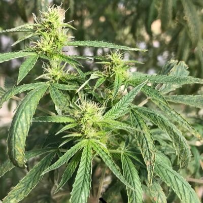 Forum of discussion regarding cannabis growing tips and discussions/Réseau de discussion relatif à la cultivation de Cannabis (Canadian Account)