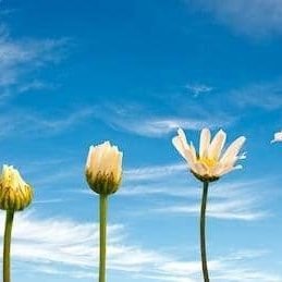 CompazoKing's profile picture. Don’t Pride pal 😉