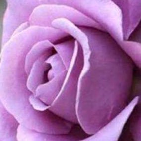 VaaJJZgVdRHU5xq's profile picture. 🌹🇸🇦 اللهم ارحم ابي وامي وجمعني بهما في مستقر رحمتك يارب 😔😔