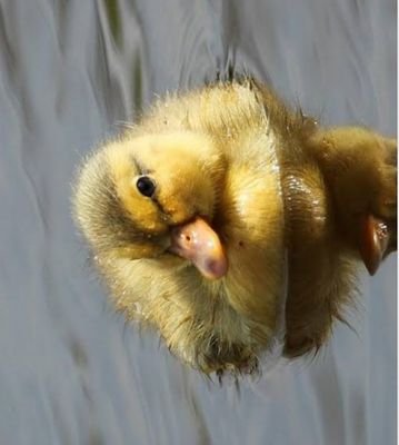 YpredictL's profile picture. add no xbox yPredict LT