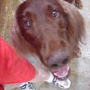 Anne Schilling - @myredk9s - Twitter