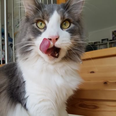 I'm Purrfect and I know it! 😺
A fluffy mix of Maine Coon, Ragdoll and Norwegian Forest Cat.
My fursis Pixel is Sacred Birma-Ragdoll. 💙