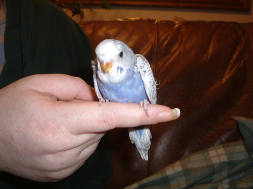 Budgie, 2yrs old mum of 8 and counting..... My hubby is Carlos he is so good to me!!! along with my Owner they Take good care of me