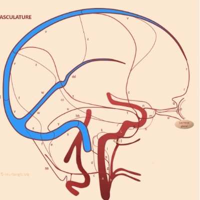 Official twitter account of https://t.co/wFB0sGiGcw by Maksim Shapiro, to serve as an education and information resource on neurovascular anatomy and pathology.