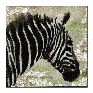 ZebraStampede's profile picture. Twitter account for ZebraStampede