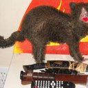 Donald killian - @pizzaman999 - Twitter