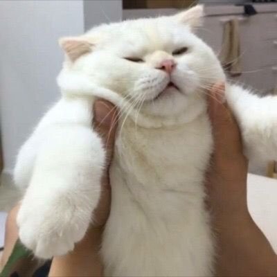 ジャイコさんのプロフィール画像
