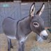 donkeydick (@summersausage9) Twitter profile photo donkeydick (@summersausage9) Twitter profile photo