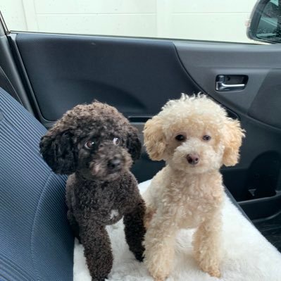 たましぐ T Co Pzzipaqbbo アクションカム買った方が良いですね トイプードル 犬とバイク 犬とバイクに乗る トイプードルシルバー トイプードル多頭飼い トイプードルブラック 黒プー 犬用サングラス