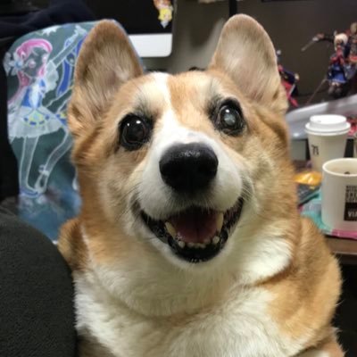 短足犬その名はムック(´-ω-`)さんのプロフィール画像
