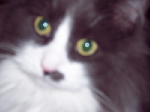 Director of DevOps @ https://t.co/Fg6S9kpqAB. Former Microsoftie. Tester, dad, geek. I haz a cat.