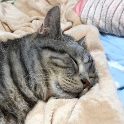 rey417's profile picture. 柔道整復師/介護福祉士/介護支援専門員/機能訓練指導員/サッカー/レイソル/ジョジョラー/軽めのガンダムオタク/歴戦のポンコツ騎空士/F/R/Bご自由にどうぞ