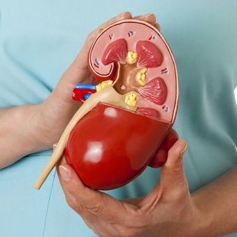 2020Nephrology's profile picture. International #Conference on #Nephrology & #Urology will be held in #Singapore City, #Singapore during #November 25-26, 2020
