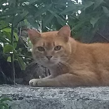 biyukenkyu's profile picture. フリーライターとして活動して10年。腰痛持ちとして活動して25年、こちらは活動限界。アイコンは奄美大島の警戒するネコ。