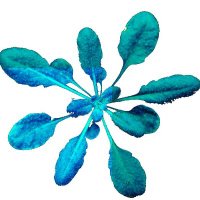 🌱Pierdomenico Perata (@theplantlab) 's Twitter Profile