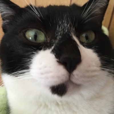 kotarou966's profile picture. 2016/12/07大将が我が家にやってきた #保護猫 の我が家の大将の日常