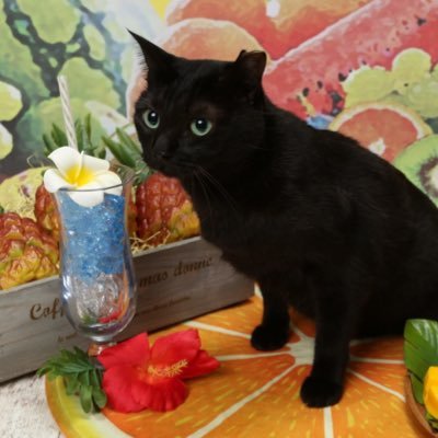 げんき 黒猫あんず どうも杏です 今日は祝日 年末で忙しいですが こんな時こそ一息ついて 落ち着くのも大切です 今年も後一週間 事故や怪我に気を付けて行きましょう 杏も癒しを配達しながら休憩中 くろねこ部 ねこ部 クロネコヤマトの段ボール