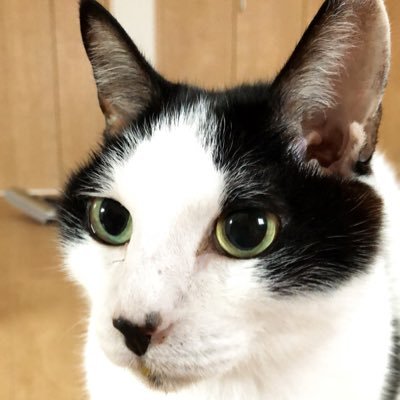 32510Yukarin's profile picture. 