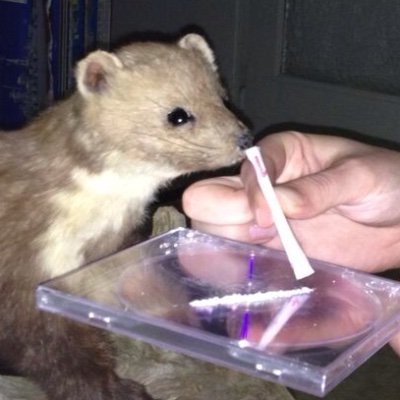 ScheffThe's profile picture. I‘m the best there ever was and will be