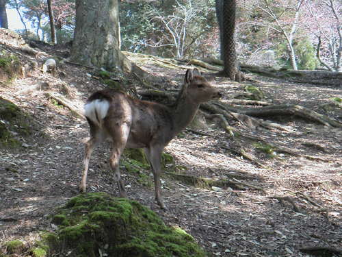IT マネジャー