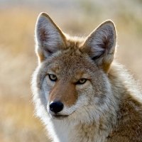 Wildlife Biology (@wildlifebiol) 's Twitter Profile Photo Wildlife Biology (@wildlifebiol) 's Twitter Profile Photo