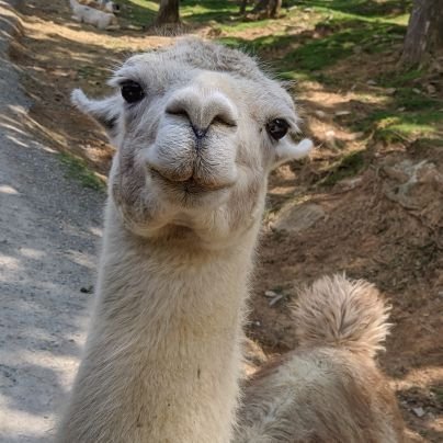 tu_fira's profile picture. 🦠 Med Lab Tech in training 🦠 Yeshua is the way, the truth, the life, & his love grants eternal life to all who seek & find it. PSALMS 119. Shalom. 🕊️