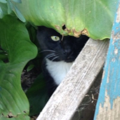catto Profile