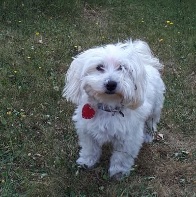 Dark__Kimi's profile picture. Passionnée d'Histoire, docteure. #Histoiremoderne #Prof