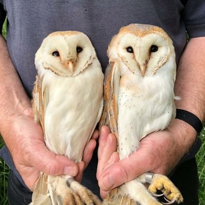 AlcaTorda17's profile picture. Field ornithologist & seabird worker.