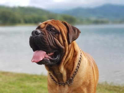 Cachorros Bullmastiff, con FCA, exelente linea de sangre. Padre CAMPEON ARGENTINO. Entregas todo el noroeste sin cargo. Resto del pais a convenir.