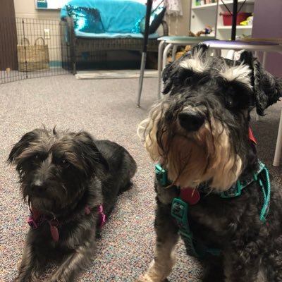 We are Lily and Trey, Humble ISD Maplebrook Elementary’s K9 Counselors! Our “mom” is Ms. Ogletree, MBE’s human counselor! We are excited to join the MBE family!