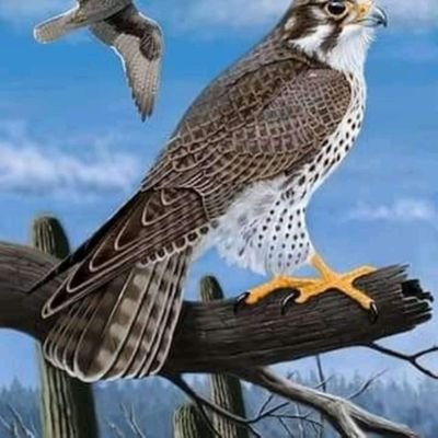 BigBoss03345918's profile picture. 