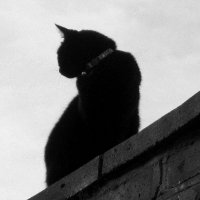 Anne G (@bittergrey0) 's Twitter Profile