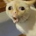 The Coughing Cat (@frickmasterflex) Twitter profile photo The Coughing Cat (@frickmasterflex) Twitter profile photo