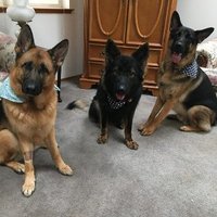 Sherry Green (@sherryg92342942) 's Twitter Profile
