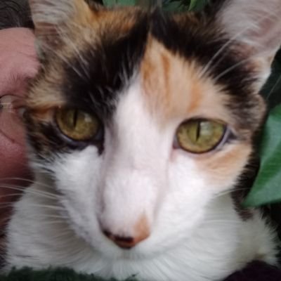 Snazzyjack's profile picture. Collector of Stephen King. @Reds @Bengals fan. Caretaker of Sir Catrick Stewart, Sir Ian McCatlin, the late Fluffs McGuff & the late Meesh, pictured.
